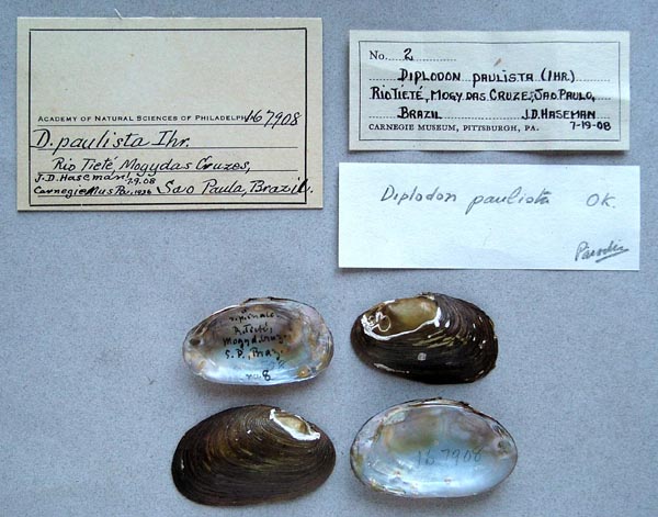 specimen