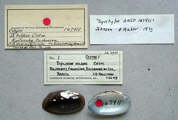 specimen
