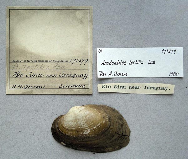 specimen