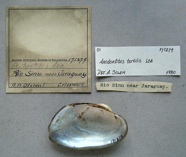 specimen