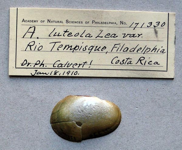 specimen