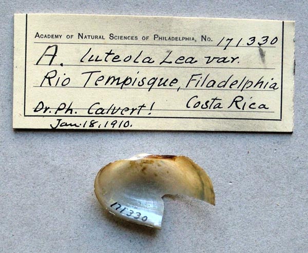 specimen