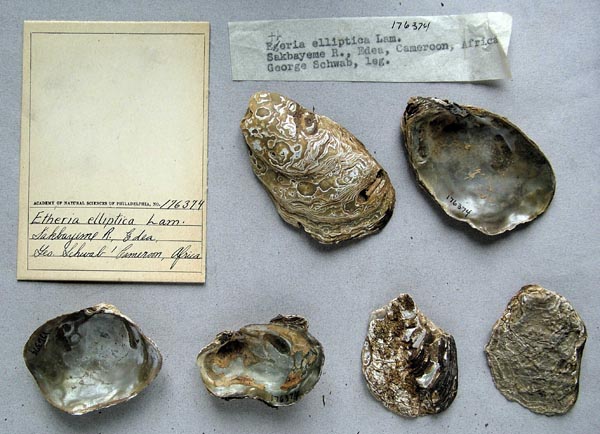 specimen