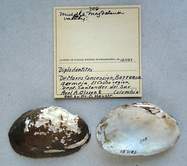 specimen