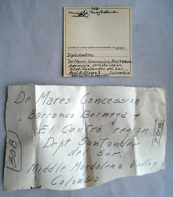 specimen