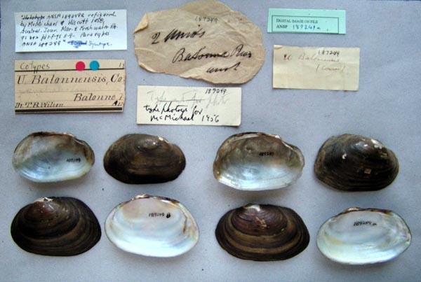 specimen