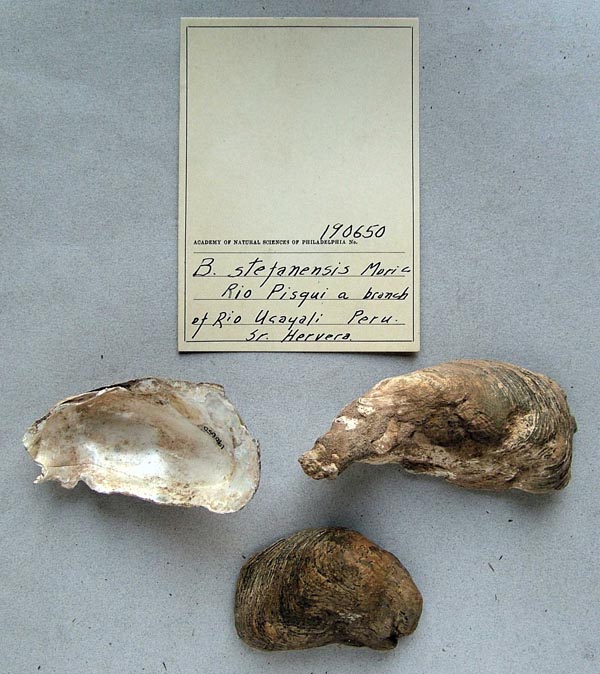 specimen