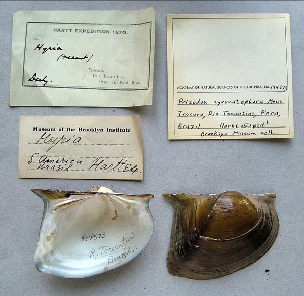 specimen