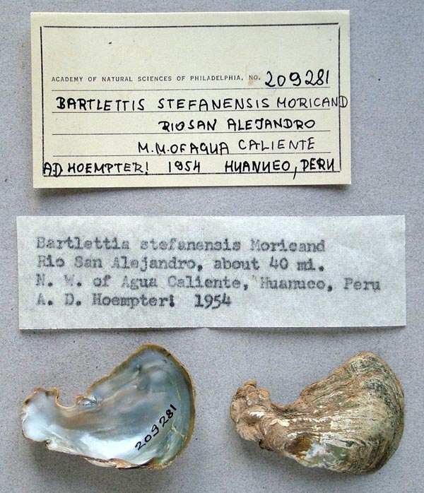 specimen