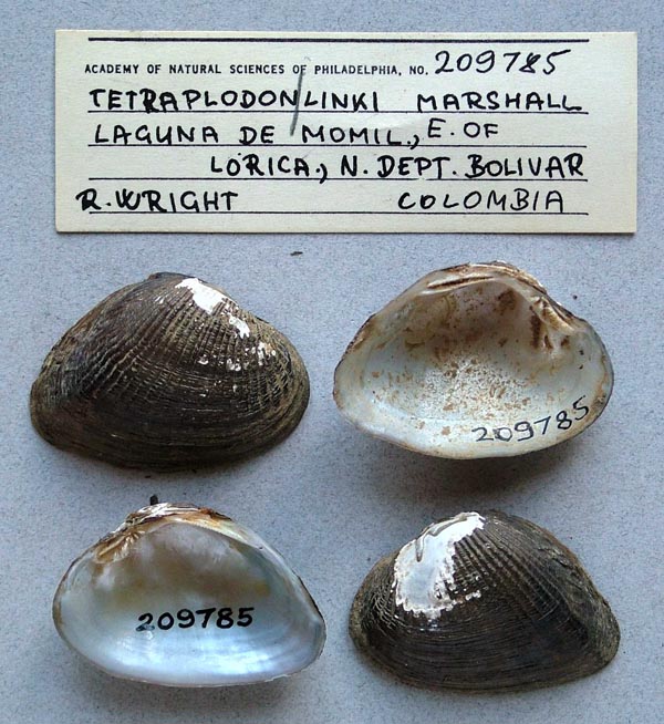 specimen
