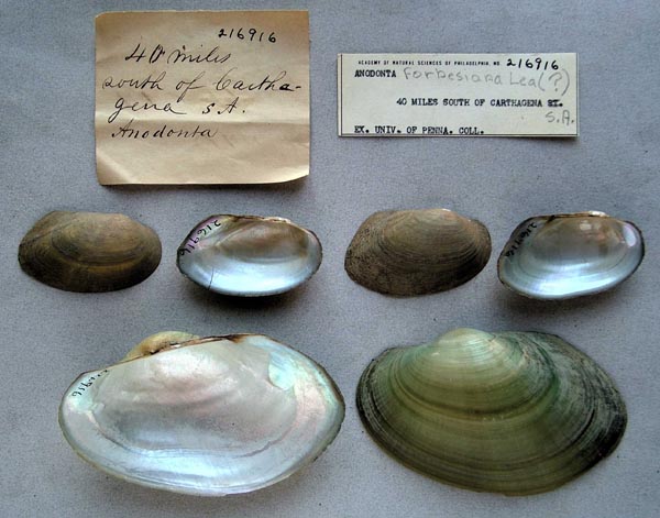 specimen