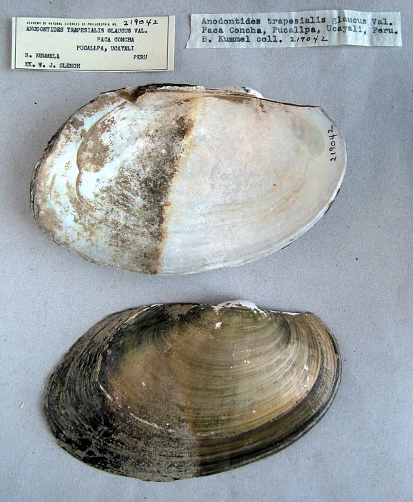 specimen
