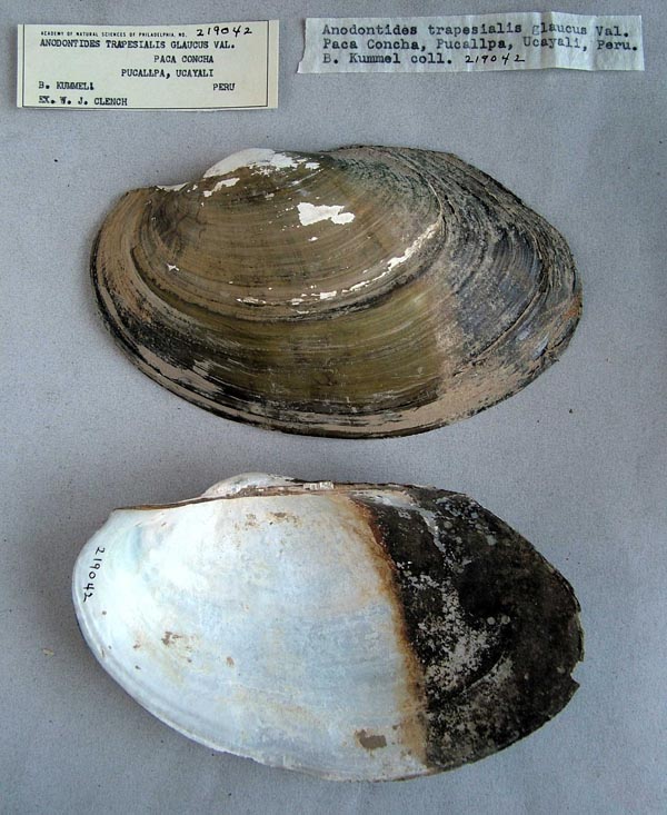 specimen