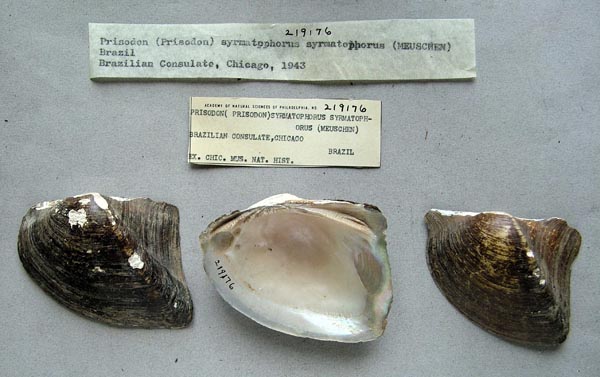 specimen