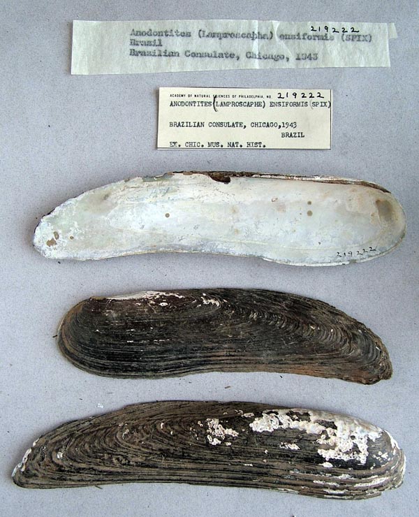 specimen