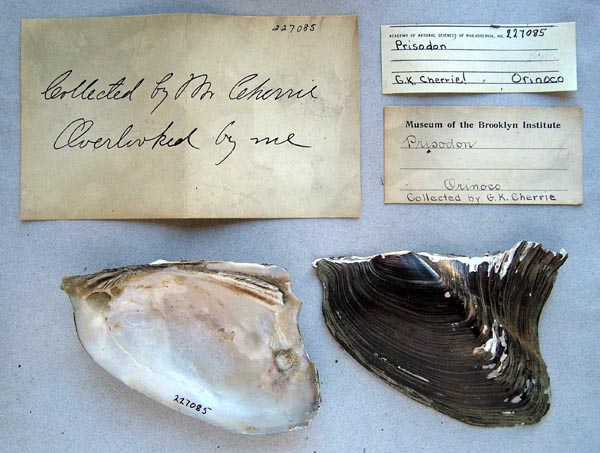specimen