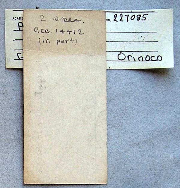 specimen