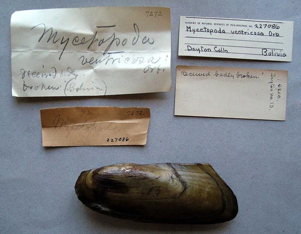 specimen