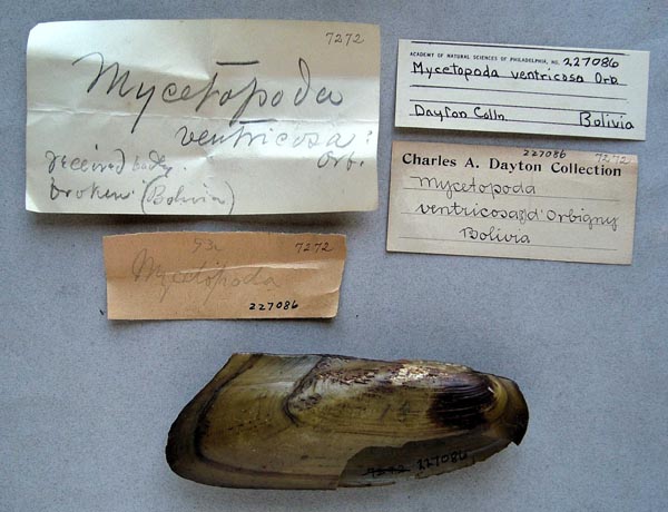 specimen