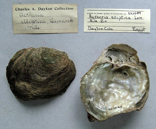 specimen