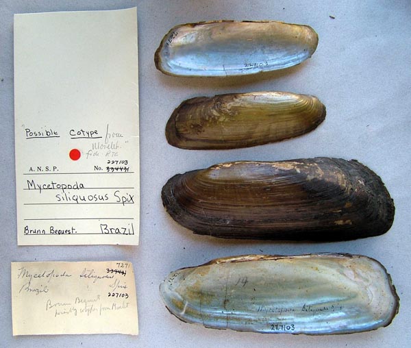 specimen