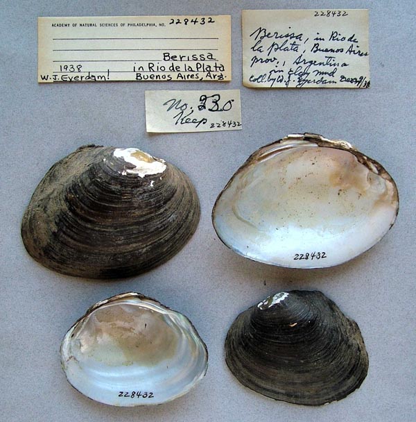 specimen
