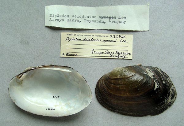 specimen