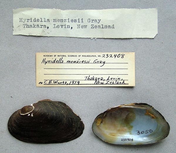 specimen