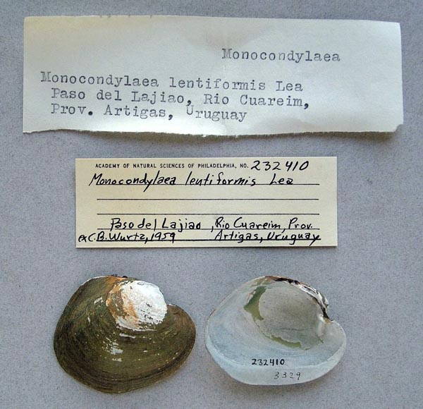 specimen