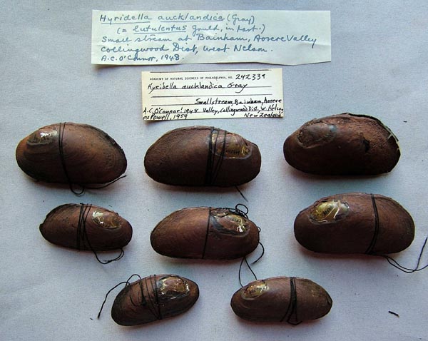 specimen