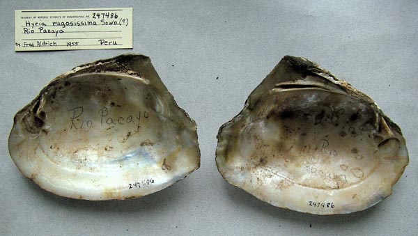 specimen