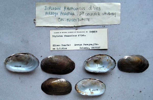 specimen