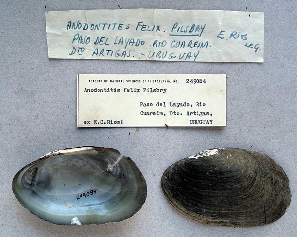 specimen