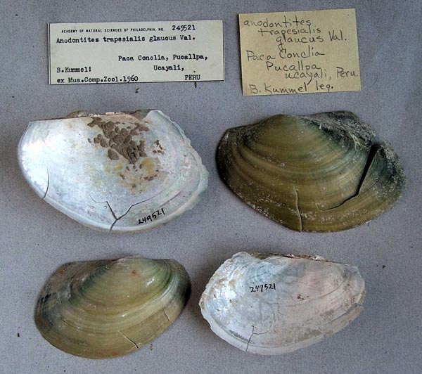 specimen