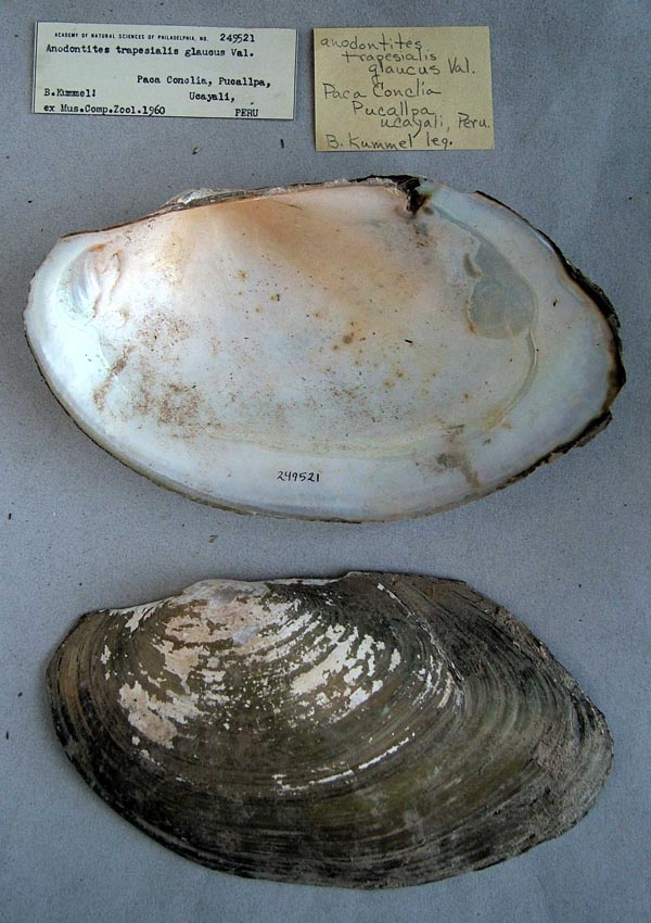 specimen