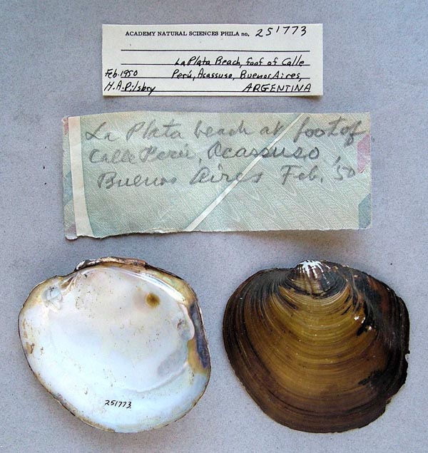 image of lot ANSP_251773 image of lot ANSP_251773