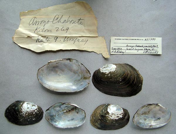 specimen