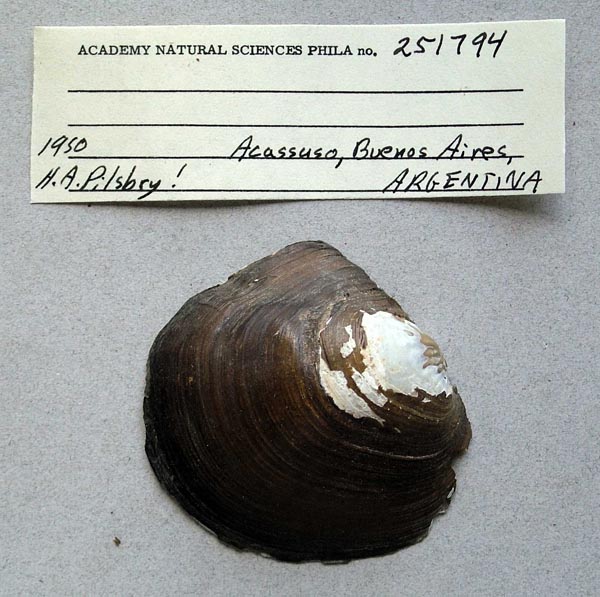 image of lot ANSP_251794 image of lot ANSP_251794