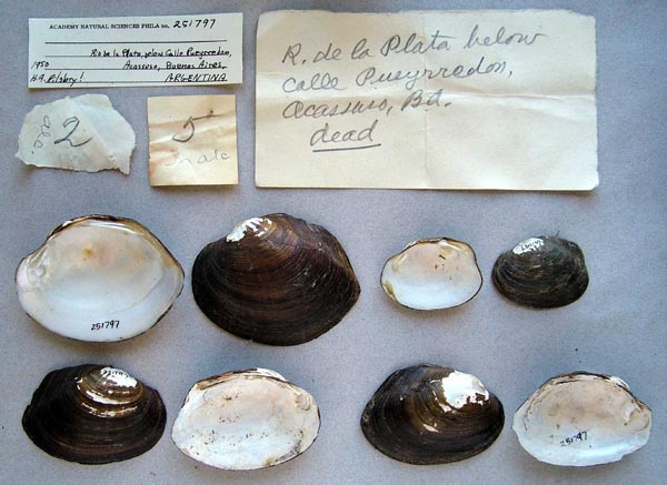 image of lot ANSP_251797 image of lot ANSP_251797