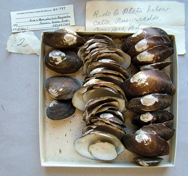 image of lot ANSP_251797 image of lot ANSP_251797