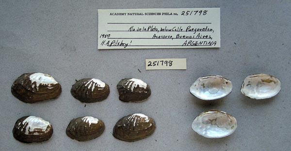 specimen