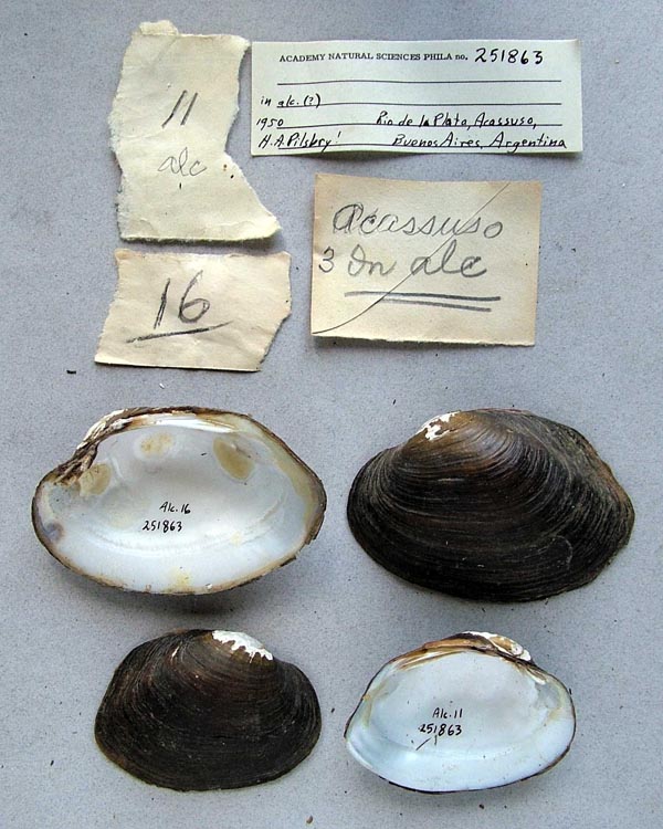 specimen