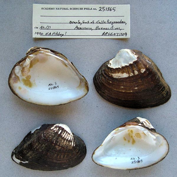 specimen