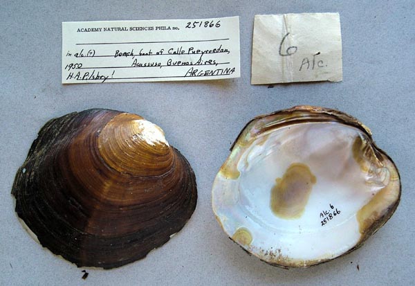 image of lot ANSP_251866 image of lot ANSP_251866