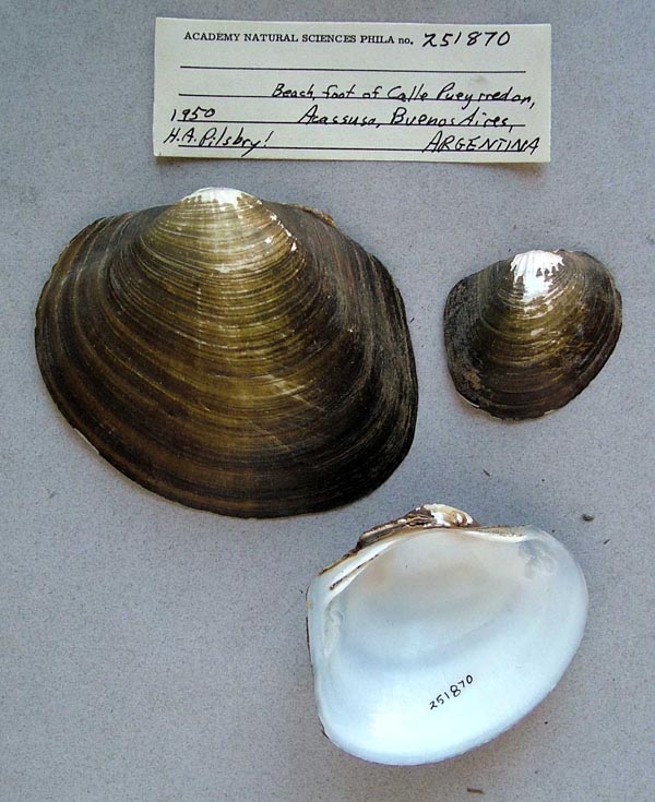 image of lot ANSP_251870 image of lot ANSP_251870