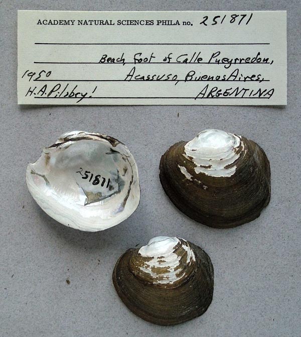 image of lot ANSP_251871 image of lot ANSP_251871