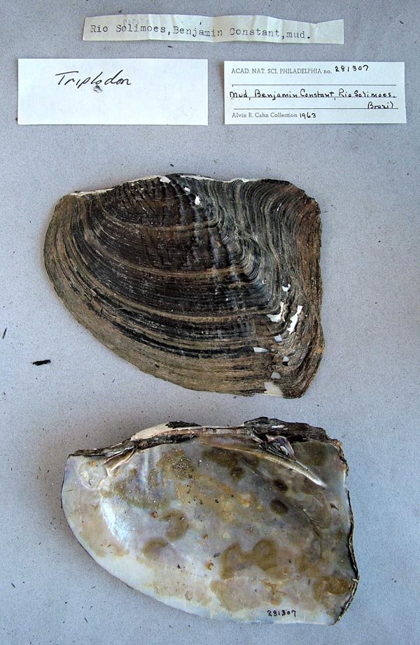 specimen