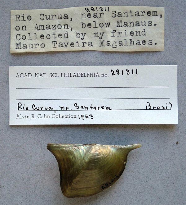 specimen