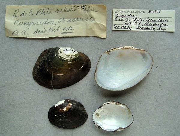 specimen