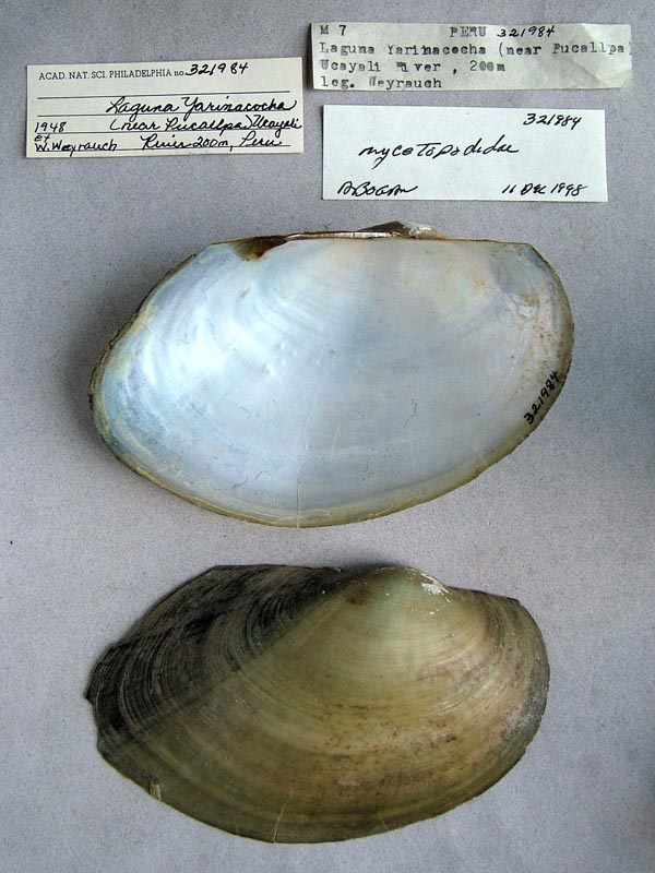 specimen